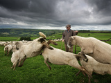 Hill Radnor Sheep Leap Out to Pasture in the Brecon Beacons Region of Wales
