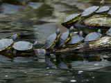 11 Turtles Bask on a Log in the Sun