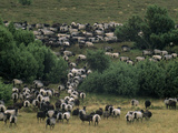 A Herd of Grazing Sheep