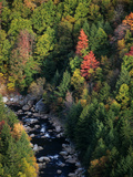 Trees in Autumn Hues Along the Blackwater River
