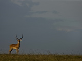 Portrait of an Impala  Aepyceros Melampus  in the Grasslands