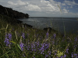 Cliffs and Flowers in the Bay of Fundy Area in Cape Breton