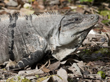 Close Up of a Black Spiny-Tailed Iguana  Ctenosaura Similis