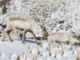 Reindeer  Rangifer Tarandus  Foraging in Snow for Food