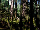 A Kermode Bear Settles into a Mossy Bed at the Foot of a Red Cedar