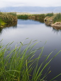 Reeds Growing on the Banks of a River