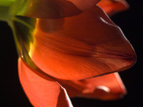 Sunlight on a Red Tulip Petal