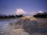 A Female Leatherback Turtle Crawls Back to Sea at Dawn after Nesting