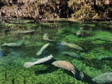 Florida Manatees Swim Beneath Trees Draped with Spanish Moss