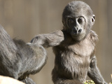 A Baby Gorilla  Gorilla Species  Holding and Adult's Hand