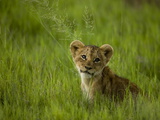 African Lion Cub  Panthera Leo  Portrait in Lush Grass