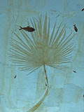 Fossilized Fish and Palm Frond  Eocene Period