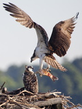 An Osprey  Pandion Haliaetus  with a Fish in Talons Lands in its Nest