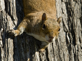 A Squirrel on the National Mall in the District of Columbia