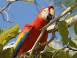 Scarlet Macaw  Ara Macao  in a Tree
