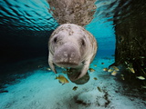 Florida Manatee in a Fresh Water Spring Fish Eat Algae on it's Body