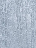 Forest and Tree Branches Covered with Snow During a Snowstorm
