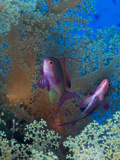 Threadfin Anthias  Pseudanthias Huchti Swim Amongst Soft Corals