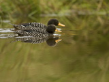 A Pair of Salvadori's Teal Ducks in a Foja Mountains Bog Pond