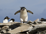 Macaroni Penguin  Eudyptes Chrysolophus  Hopping from Rock to Rock