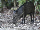 Cozumel Collared Peccary  Pecari Taiacu Nanus  Foraging