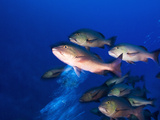 Red Snapper  Lutjanus Bohar  Schooling in a Strong Incoming Current