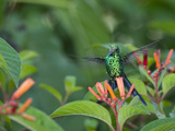 A Cozumel Emerald Hummingbird  Chlorostilbon Forficatus  Eating