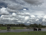 African Elephants  Loxodonta Africana  at a Watering Hole