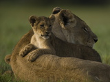African Lioness  Panthera Leo  Resting with Cub