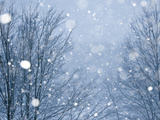 Snow Falling on Trees at Dusk