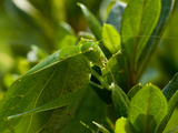 Close Up of a Katydid Feasting on a Leaf