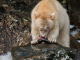 A Kermode Bear Gorges on Salmon Roe to Pack on Fat for the Winter