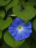 Heavenly Blue Morning Glories in Bloom