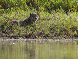 Jaguar  Panthera Onca  Resting Beside the Water