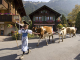 Woman Herding Cows Through the Village of Wengen