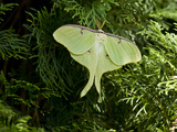 A Luna Moth Perched on a Fir Tree