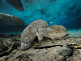 Florida Manatee Calf  Trichechus Manatus Latirostris  Nursing