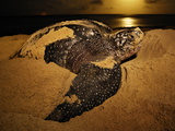 A Female Leatherback Turtle Nests under Moonlight on Matura Beach