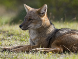 A Patagonian Fox in Torres Del Paine National Park