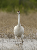 A Whooping Crane Female Wading in the Water