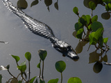 Spectacled Caiman  Caiman Crocodilus Crocodilus