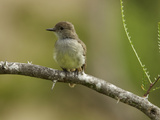 A Portrait of a Galapagos Flycatcher  Myiarchus Magnirostris