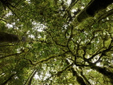 Moss-Covered Rain Forest in New Guinea's Foja Mountains