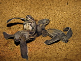 Leatherback Turtle Hatchlings Emerge from their Nest in the Sand
