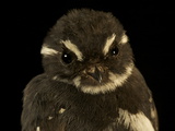A Friendly Fantail Bird from New Guinea's Foja Mountains