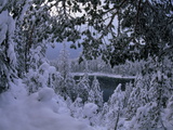 Snow-Blanketed Forest on the Shores of Lake Eib
