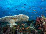 A Pristine Coral Reef Scene Off the Coast of Viti Levu Island