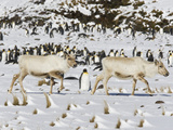 Reindeer  Rangifer Tarandus  Walking Among King Penguins