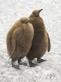 King Penguin  Aptenodytes Patagonicus  Chicks Standing in Spring Snow