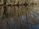 Trees and their Reflections in the Concord River